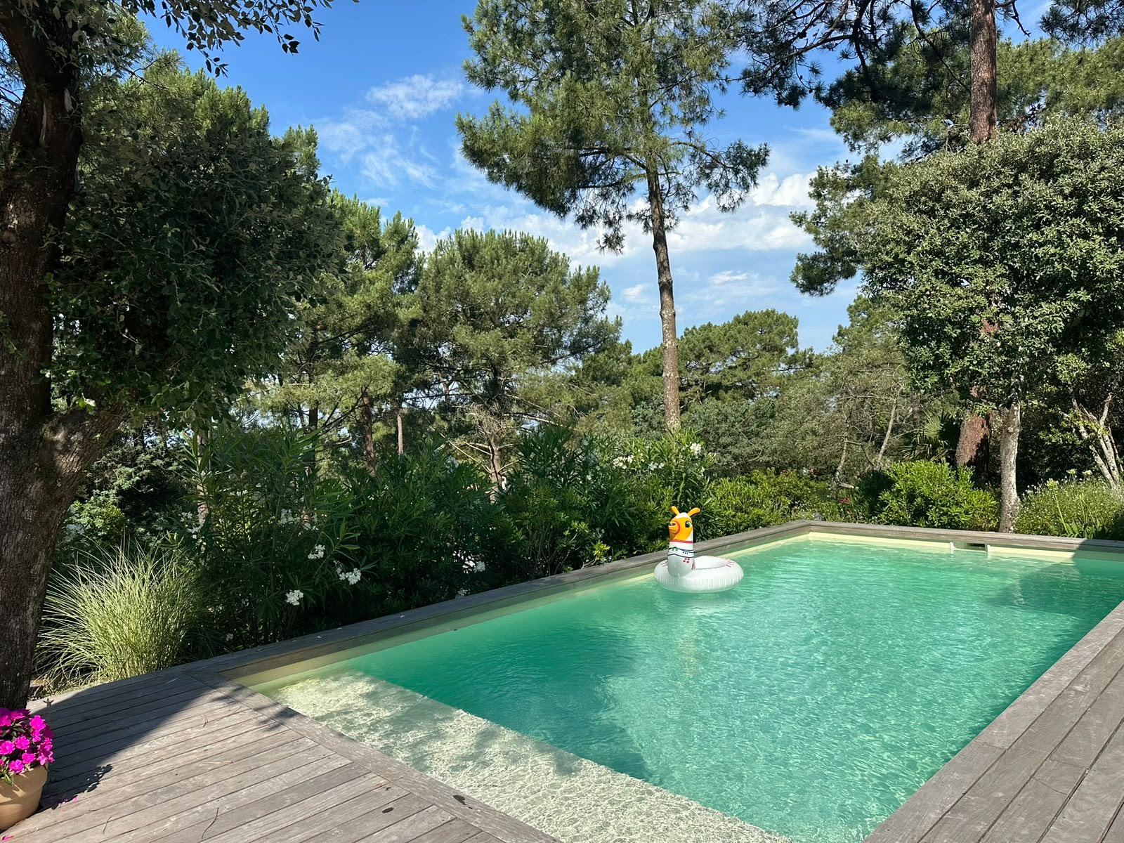 Piscine avec terrasse en bois entourée de pins verdoyants et une bouée canard flottant sur l'eau turquoise.